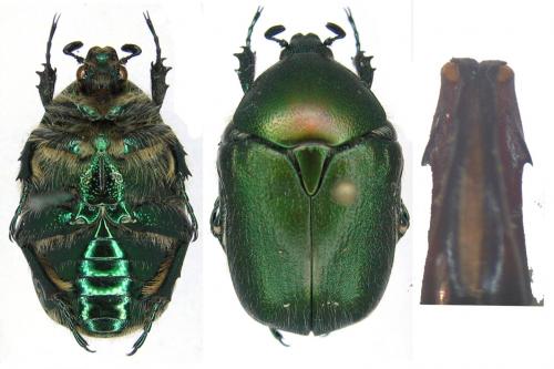 Protaetia ungarica