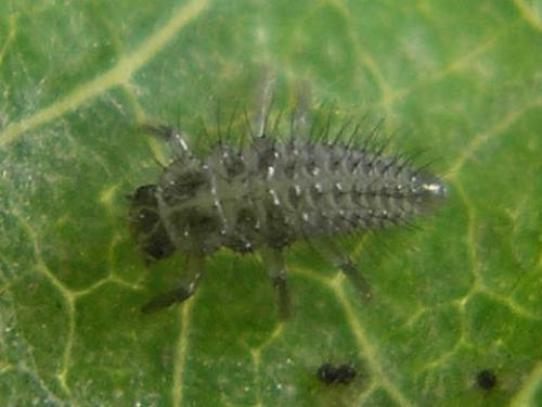 Réf. 66 083 : Psyllobora vigintiduopunctata