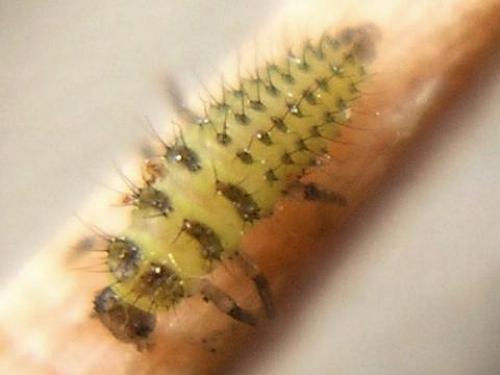 Réf. 66 085 : Psyllobora vigintiduopunctata