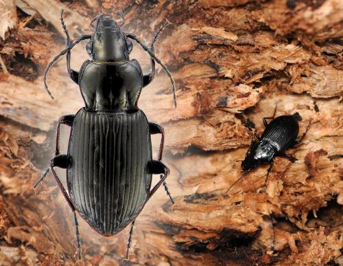 Pterostichus oblongopunctatus