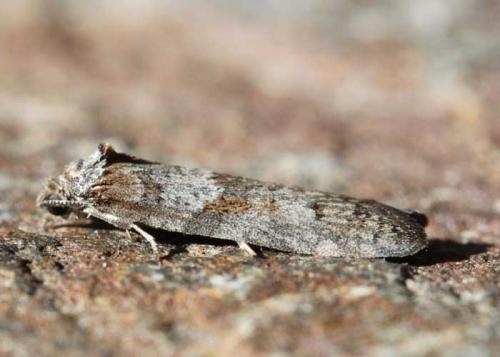 Réf. 66 857 : Tortricodes alternella