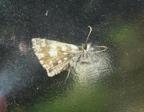 Pyrgus sp.