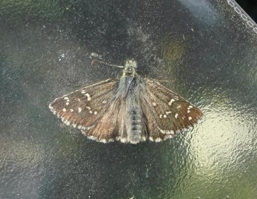 Pyrgus sp.
