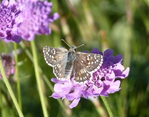Réf. 66 066 : Pyrgus sp.