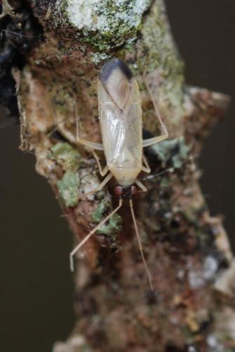 Réf. 66 525 : Phylus melanocephalus
