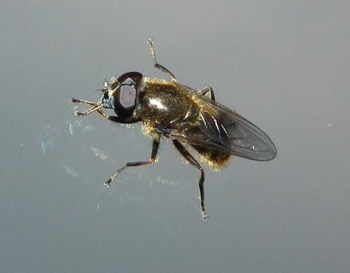 Cheilosia sp.