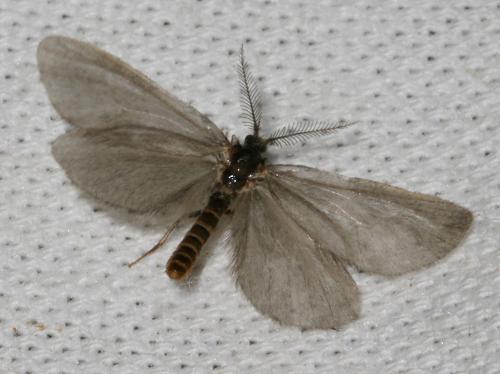 Réf. 66 063 : Rebelia sp.