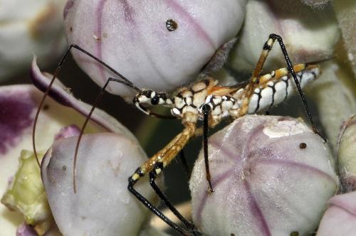 Cosmolestes pictus