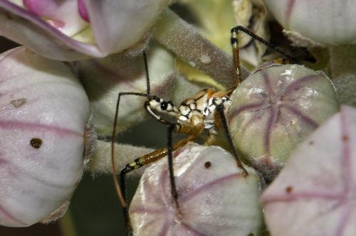 Cosmolestes pictus