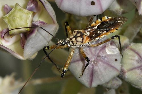 Cosmolestes pictus
