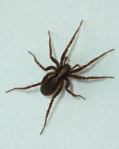 Pardosa sp.