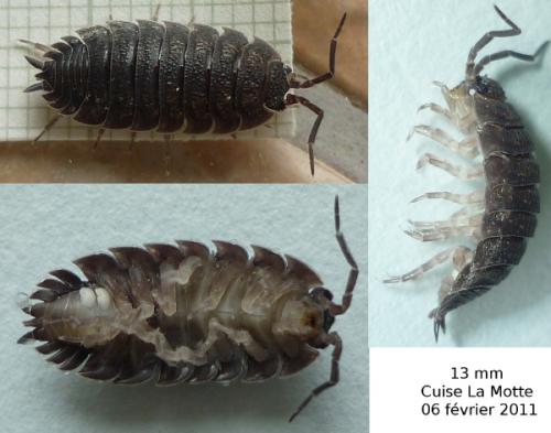 Porcellio scaber