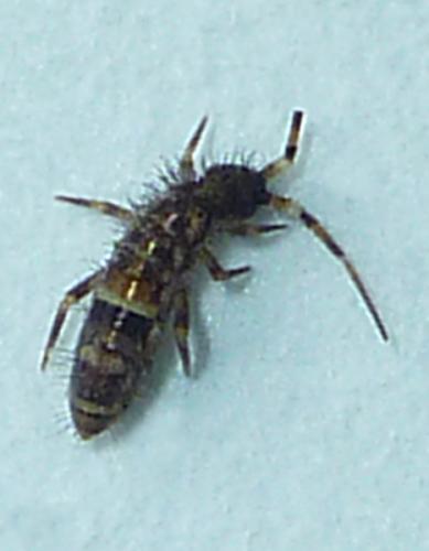Orchesella cincta