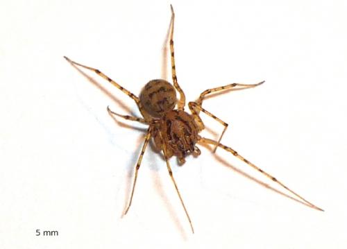 Réf. 66 497 : Scytodes thoracica