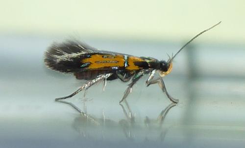 Schiffermuelleria schaefferella
