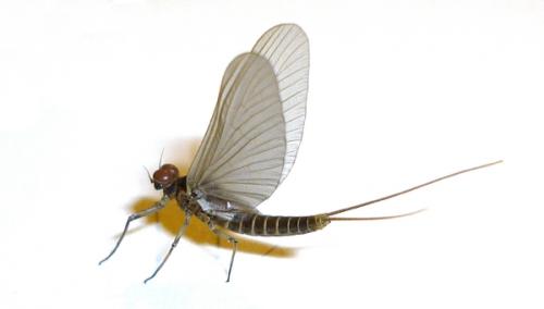 Baetis sp.