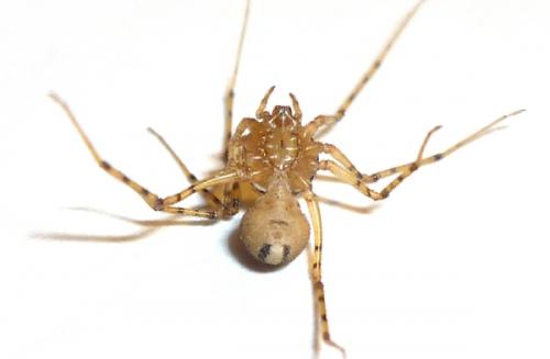 Réf. 66 503 : Scytodes thoracica