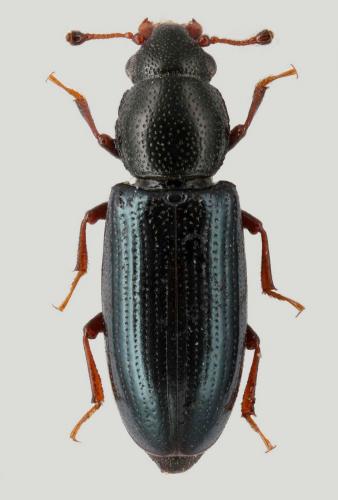Rhizophagus aeneus