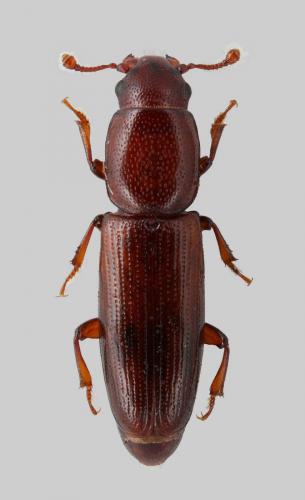 Rhizophagus oblongicollis