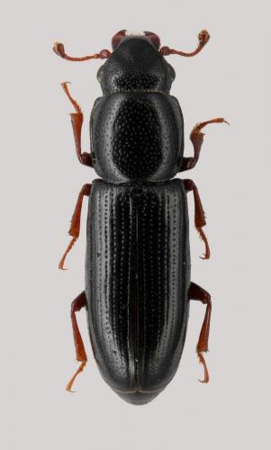 Réf. 66 206 : Rhizophagus picipes