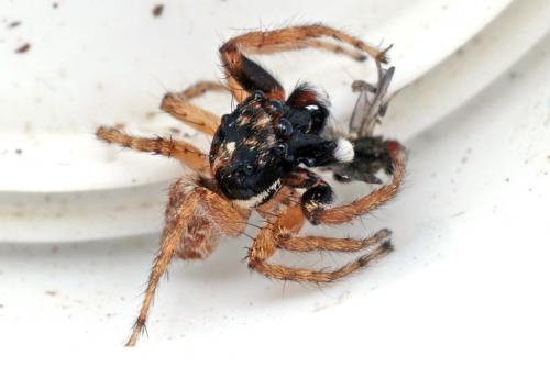 Menemerus semilimbatus