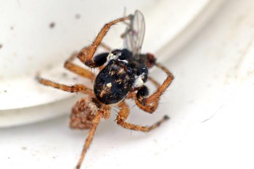 Menemerus semilimbatus