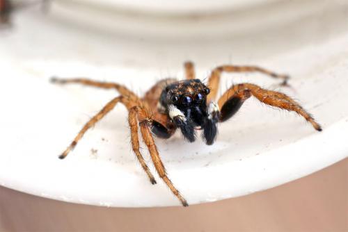 Menemerus semilimbatus