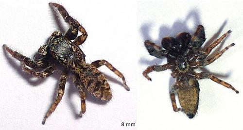 Marpissa muscosa