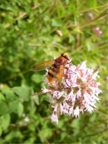 Volucella zonaria