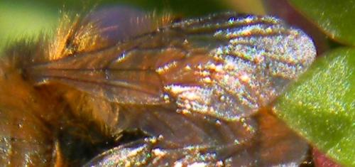 Osmia sp.