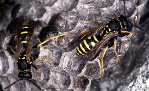 Polistes sp.