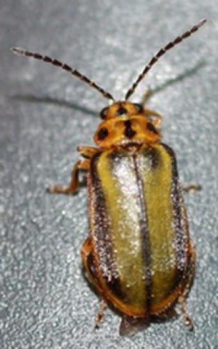Xanthogaleruca luteola