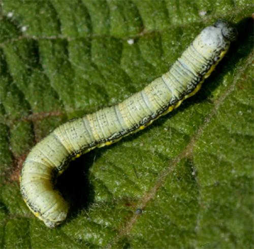 Lycia zonaria