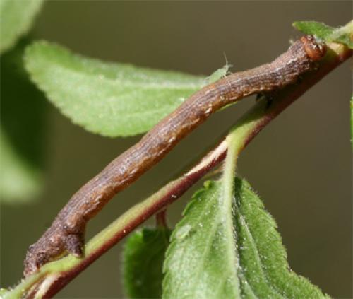Réf. 66 499 : Agriopis sp.