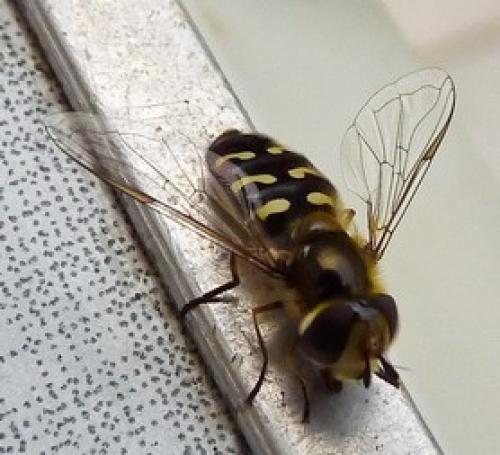 Réf. 66 994 : Scaeva selenitica