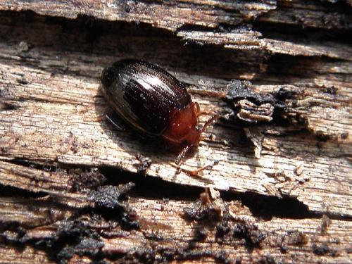 Scaphidema metallica