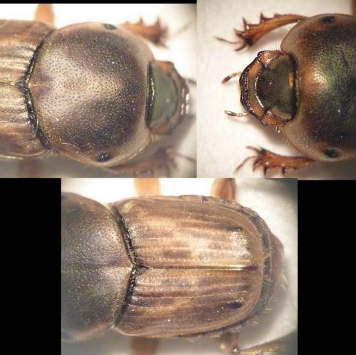 Réf. 66 474 : Euoniticellus fulvus