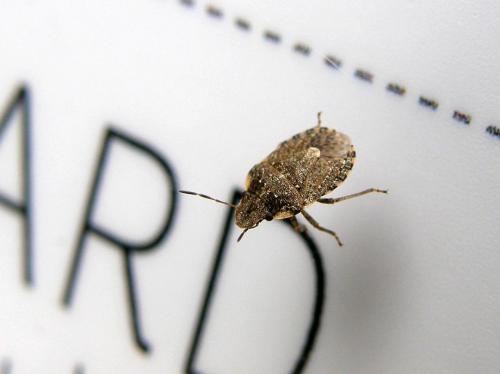 Réf. 66 013 : Sciocoris sideritidis