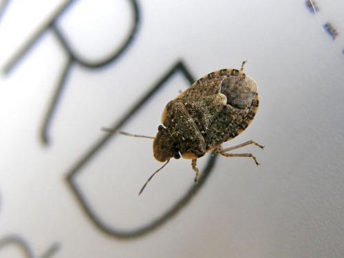 Réf. 66 015 : Sciocoris sideritidis