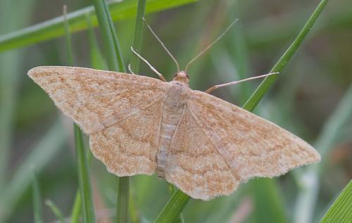 Réf. 66 534 : Idaea ochrata
