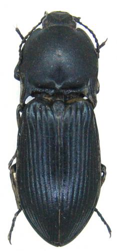 Selatosomus amplicollis