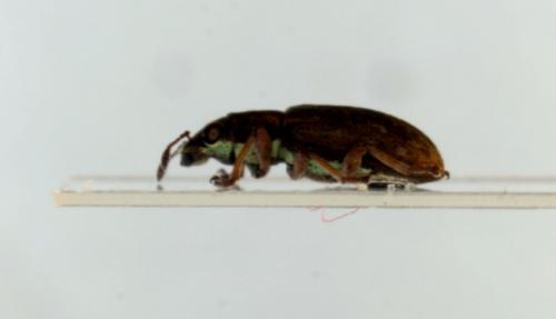 Sitona sp.