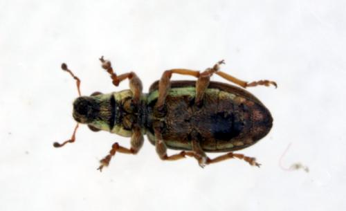 Sitona sp.