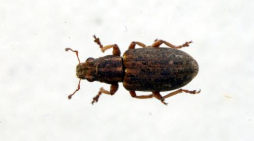 Sitona sp.