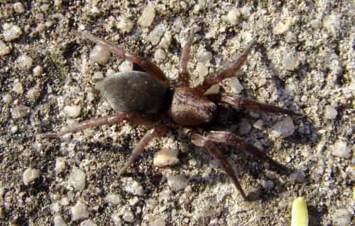 Scotophaeus sp.