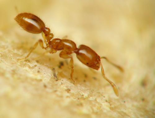 Solenopsis sp.