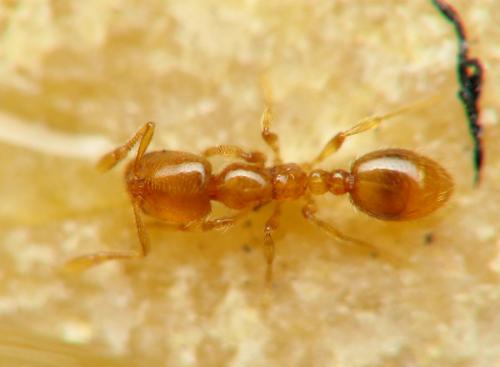 Solenopsis sp.