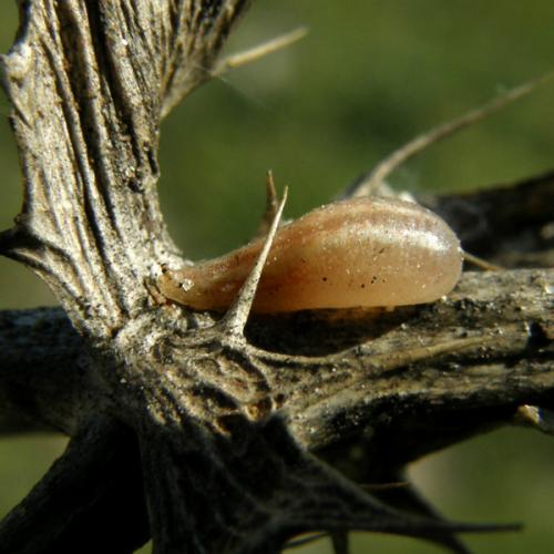 Sphaerophoria scripta