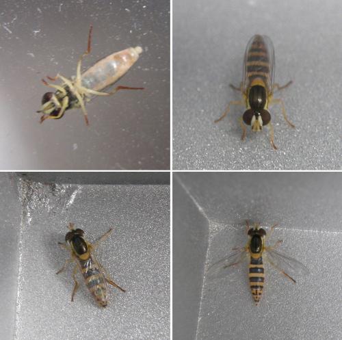 Sphaerophoria scripta