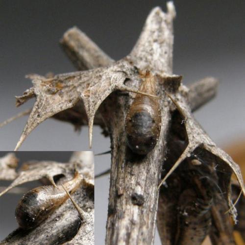Sphaerophoria scripta